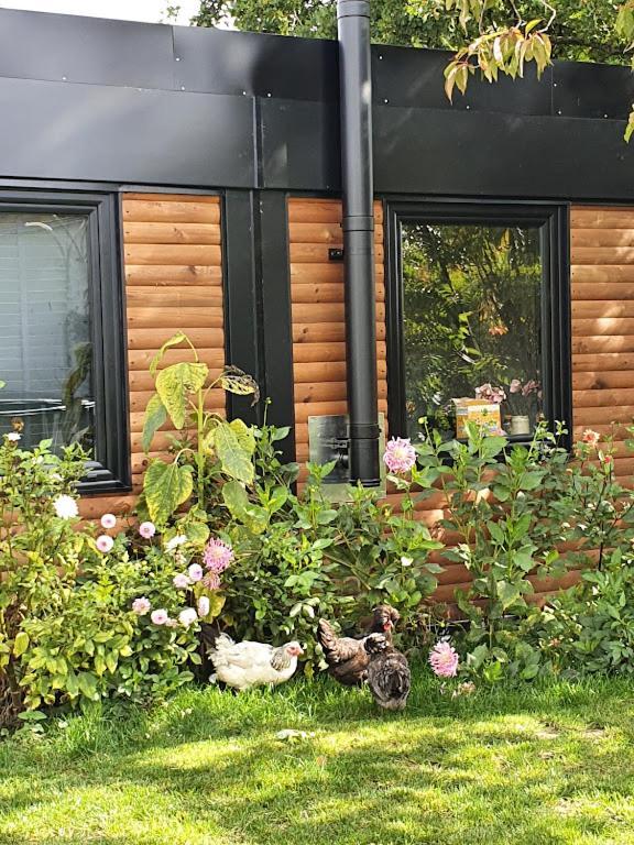 Houten Huisje Tussen Paarden Nieuwerkerken Zewnętrze zdjęcie