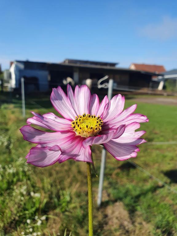 Houten Huisje Tussen Paarden Nieuwerkerken Zewnętrze zdjęcie