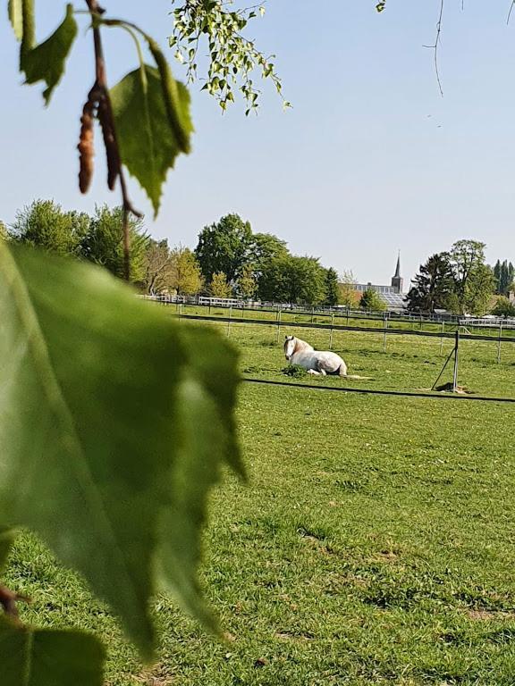 Houten Huisje Tussen Paarden Nieuwerkerken Zewnętrze zdjęcie