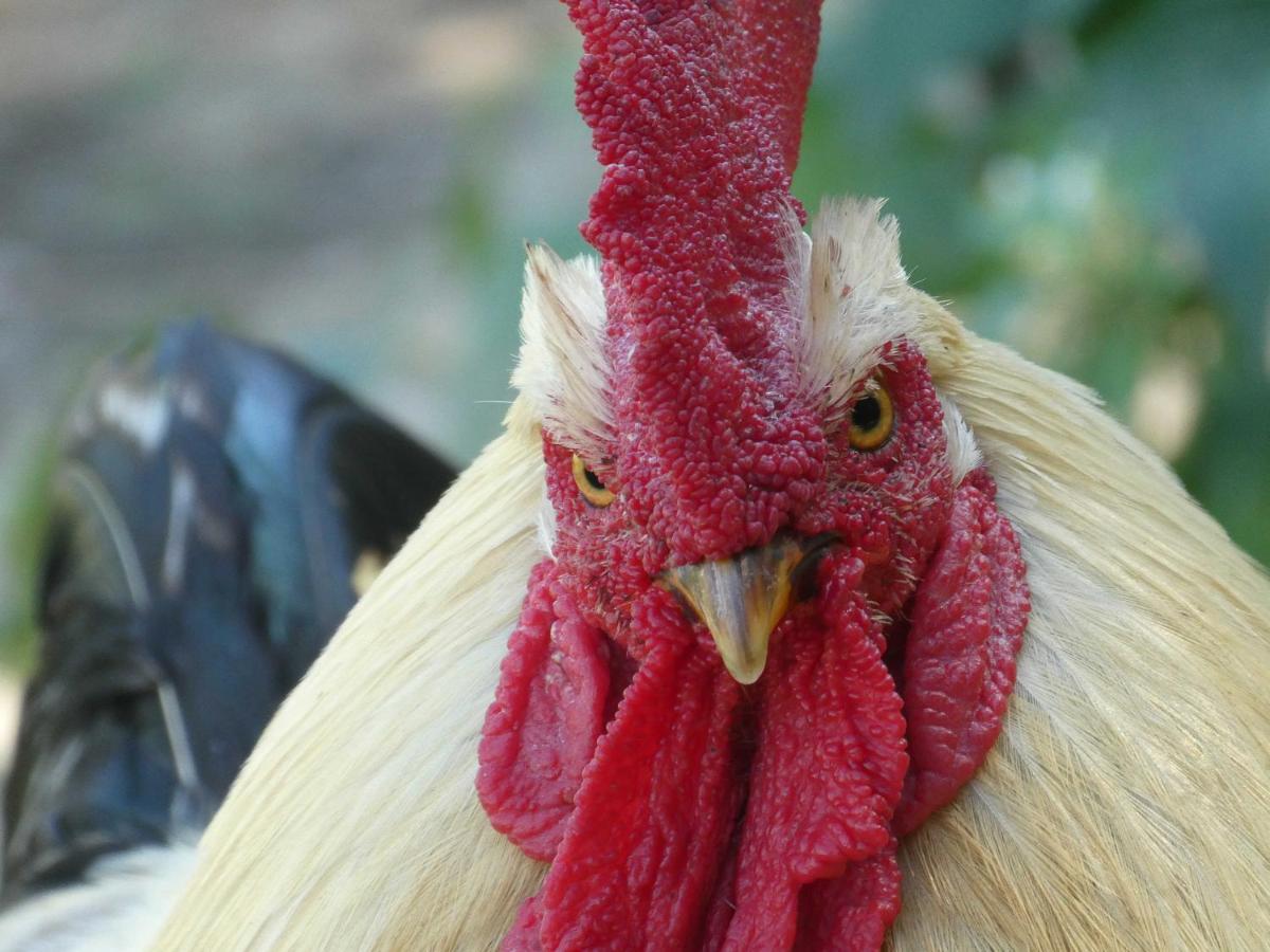 Houten Huisje Tussen Paarden Nieuwerkerken Zewnętrze zdjęcie