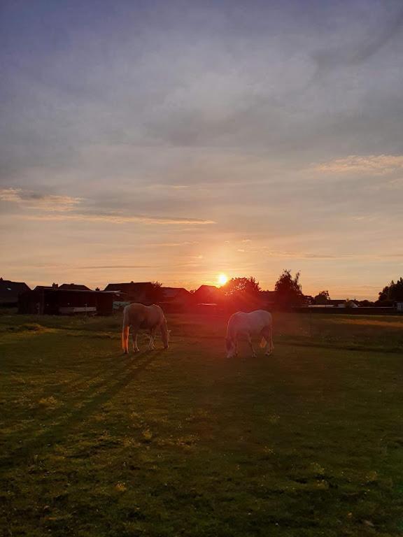 Houten Huisje Tussen Paarden Nieuwerkerken Zewnętrze zdjęcie