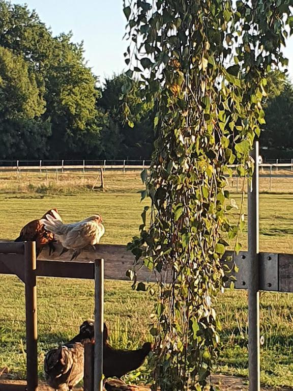 Houten Huisje Tussen Paarden Nieuwerkerken Zewnętrze zdjęcie
